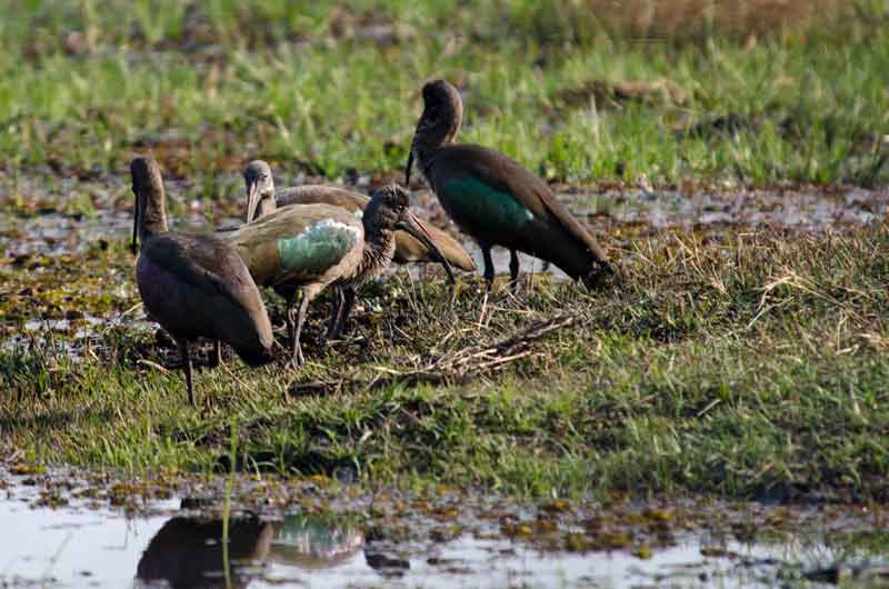 270 - Namibia - Ibis - parque nacional de Bwabwata